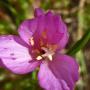 Wine Cup Clarkia (Clarkia purpurea): The Wine Cup is native to Central Oregon & most all of California.